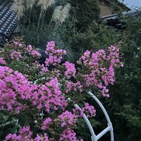 サルスベリ,パンパスグラス,ガウラ リリポップピンク,ブルンネラ アレキサンダーグレート,小さな庭の画像