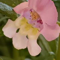 アンゲロニア,アンゲロニア,花のある暮らし,驚き!!,おでかけ先の画像