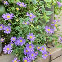 ブラキカム,ジャガイモの花,紫の花,玄関アプローチ,庭の画像