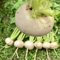 カブ,カブ,白かぶ,癒し,収穫の画像