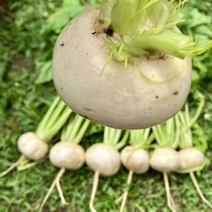 カブ,カブ,白かぶ,癒し,収穫の画像