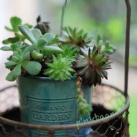 多肉寄せ植え,ヴィラデスト,玉村豊男の画像