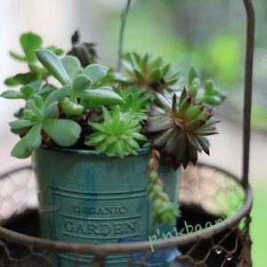 多肉寄せ植え,ヴィラデスト,玉村豊男の画像