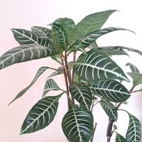 鉢植え,花のある暮らし,魅せ方,おうち園芸,その他部屋の画像