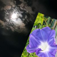 アサガオ,お月さま,おうち園芸,紫色の花♪,乙女色クラブの画像