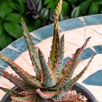 アロエ,アロエ フラミンゴ,多肉植物,リメ鉢,たにおたくらぶの画像