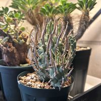 闘牛角,ユーフォルビア・スコエンランディ,ユーフォルビア,塊根植物,塊根植物のある暮らしの画像