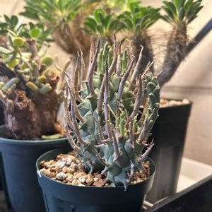 闘牛角,ユーフォルビア・スコエンランディ,ユーフォルビア,塊根植物,塊根植物のある暮らしの画像