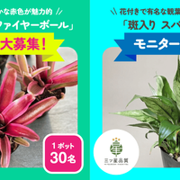 スパティフィラム, ネオレゲリア,三ツ星品質モニターの画像