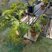 月下美人,熱帯植物の画像