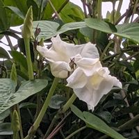 ヨルガオ,ユウガオの画像