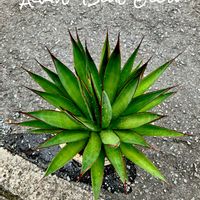Agave 'Blue Glow',カクタス広瀬,車庫の画像