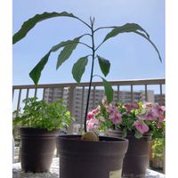 アボカド,アボカド鉢植え,アボカド鉢植え,アボカド水耕栽培,花は癒し.｡.:*♡の画像