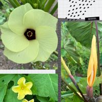 オクラ,ゴーヤ,里芋,家庭菜園,畑の画像