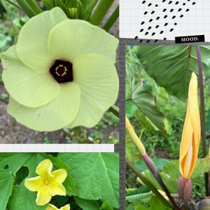 オクラ,ゴーヤ,里芋,家庭菜園,畑の画像