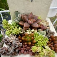 多肉植物の寄植え,多肉植物,多肉棚,多肉植物の夏越し,庭の画像