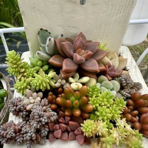 多肉植物の寄植え,多肉植物,多肉棚,多肉植物の夏越し,庭の画像