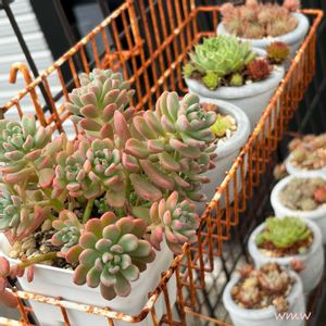 セダム属,癒される,no green no life,癒し空間,多肉のある暮らしの画像