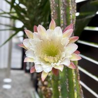 サボテン,柱サボテン,鬼面角,サボテンの花,一夜限りの花の画像