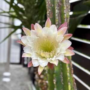 サボテン,柱サボテン,鬼面角,サボテンの花,一夜限りの花の画像