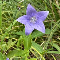 キキョウの画像