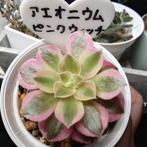 アエオニウム　ピンクウィッチ,多肉ちゃん,成長記録,植物だいすき,多肉植物のある暮らしの画像