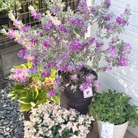 レウコフィラム,お花好きの画像