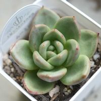 エケベリア ムーミン,多肉植物,エケベリア属,植中毒,タニラーの画像
