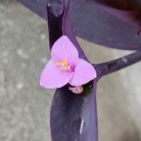 ベランダの画像