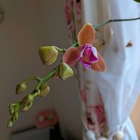 胡蝶蘭,ミディ胡蝶蘭,多年草,リビング・ダイニングの画像