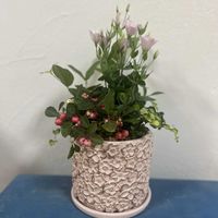 チェッカーベリー,セイロンライティア,トルコキキョウシェリー,フィカス　プミラ　ツキヨノヒカリ,寄せ植えの画像