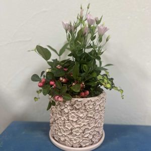 チェッカーベリー,セイロンライティア,トルコキキョウシェリー,フィカス　プミラ　ツキヨノヒカリ,寄せ植えの画像
