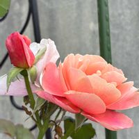 花のある暮らし,植物大好き,皆様に感謝,自然の恵みに感謝,「戦争のない、平和な世界に」の画像