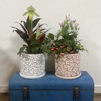 寄せ植え,今日の一枚,花のある暮らし,植物のある暮らし,お花の定期便の画像