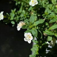 カリブラコア ティフォシー ダブル,北海道,札幌,カメラ小僧クラブ,ベランダの画像