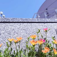 ポーチュラカ,寄せ植え,散歩,夏空,暑さに強いの画像