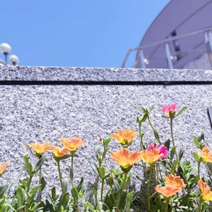 ポーチュラカ,寄せ植え,散歩,夏空,暑さに強いの画像