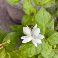 サンパラソル,はつゆきかずら,マリー  ゴールド,アラビアンジャスミン(茉莉花=まつりか),花のある暮らしの画像