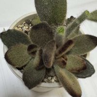 シナモン,テディベア,星兎耳,黒兎耳(くろとじ),多肉植物の画像