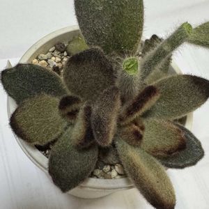 シナモン,テディベア,星兎耳,黒兎耳(くろとじ),多肉植物の画像