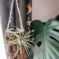 チランジア,エアプランツ,着生植物,カクタススケルトン,ハンギングの画像