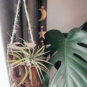 チランジア,エアプランツ,着生植物,カクタススケルトン,ハンギングの画像