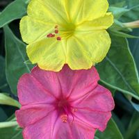 オシロイバナ,黄色い花,多年草,道端,オシロイバナ科の画像