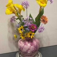 カンナ,百日草,ユーパトリウム,ツルバキア・ビオラセア,ひまわりサンメイジングの画像