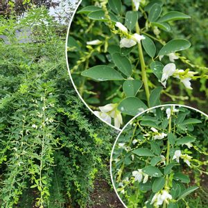 ばら バラ 薔薇,お庭作り中,白い貴婦人✨,広い庭の画像