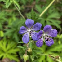 ゲラニウム,山野草の画像