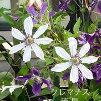 クレマチス,園芸男子,マンション屋上,耐寒性ゾーン9aの画像