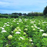 ダリア,アナベル,いつもの通り道の画像