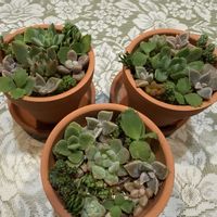 多肉植物,多肉植物寄せ植え,癒し,花のある暮らし,花と緑のある暮らしの画像