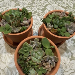 多肉植物,多肉植物寄せ植え,癒し,花のある暮らし,花と緑のある暮らしの画像